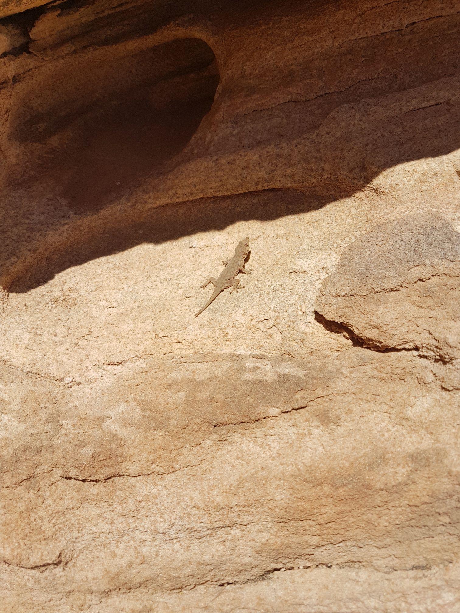Gecko