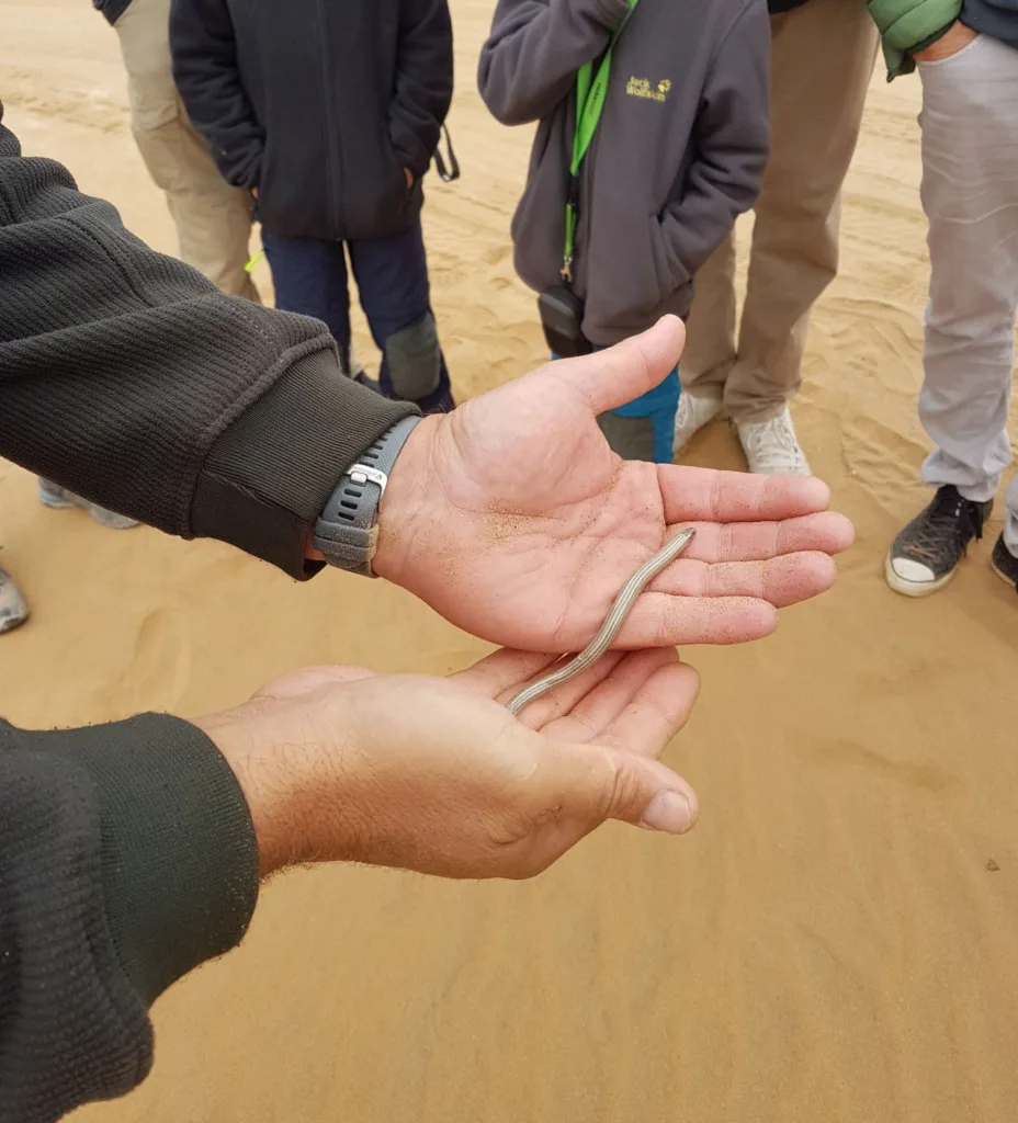 FitzSimon's burrowing skink