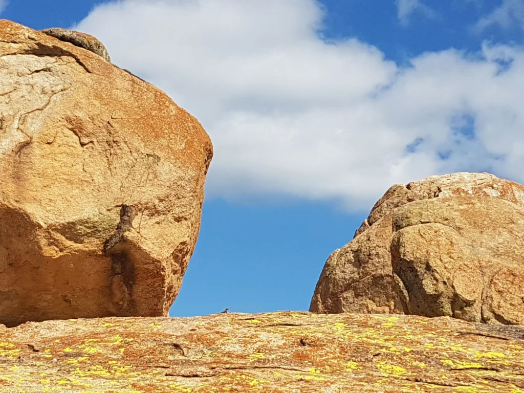 Zwischen den Felsen schauen gleich Eidechsen, ob wer kommt