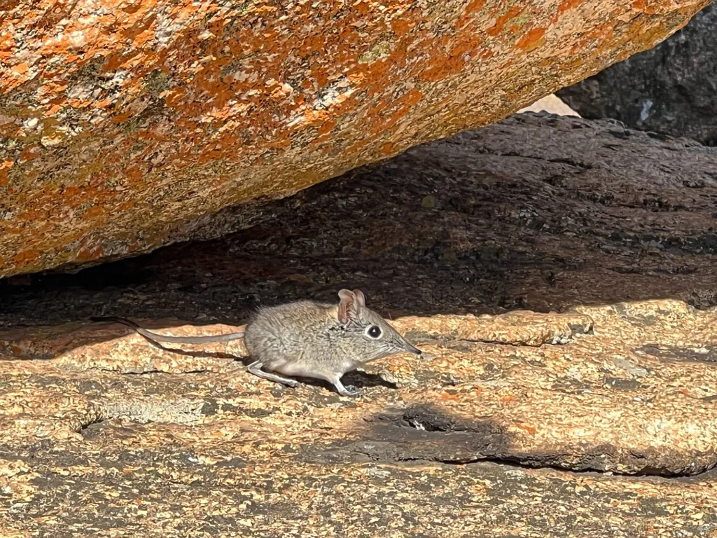 Die Zwergrüsselmaus ist der (tierische) Höhepunkt des Tages